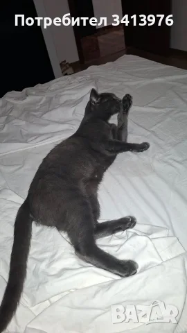 Подарява женска котка, снимка 8 - Руска синя котка - 55695919