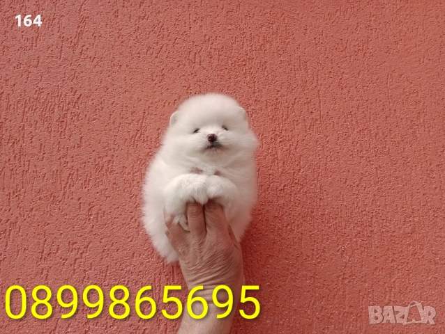 Померани. Реални снимки от 29.03.26 г. , снимка 5 - Померан - 54015787