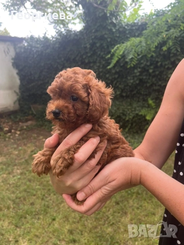 Пудел той/poodle toy
