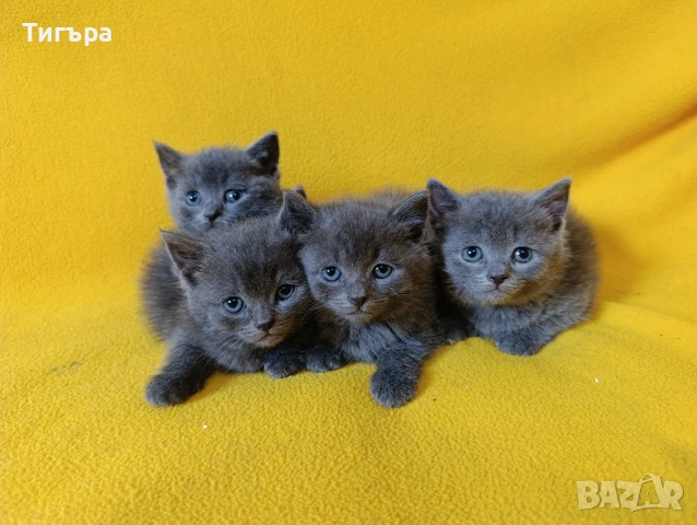Котета - порода Руска синя котка !, снимка 1 - Руска синя котка - 54482650