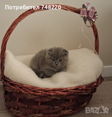 Шотландски клепоухи котета, снимка 13 - Други - 54306641