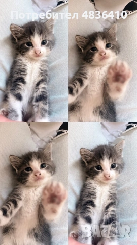 Подарявам котенца на 2 месеца, снимка 3 - Други - 54655045