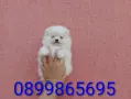 Мъжки бял Померан. Реални снимки от 03.08.26г., снимка 1