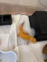 Леопардови Гекони / Leopard Geckos / Eublepharis macularius , снимка 3
