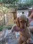 Кокер шпаньол на 3 месеца  , снимка 1