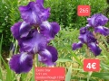Ириси за продажба обява 3, снимка 3