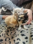 персийски котенца персийска котка , снимка 4