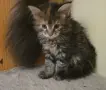 Котенца Мейн Куун, снимка 1