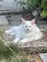 Котенца Мейн Куун, снимка 6