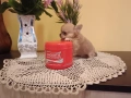 момче чихуахуа. , снимка 1