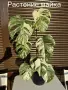 Monstera Albo Variegata (Монстера Албо Вариегата), снимка 2