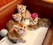 Британска късокосместа порода, 4 златисти котета, котка, домашни любимци, снимка 3
