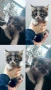 Подарявам котенца на 2 месеца, снимка 1