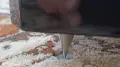 Висококачествени Тонколони ACR, снимка 6