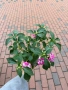 🩷🌿💜 Impatiens walleriana 'Raffael Star Mix' (Циганче / Импатиенс), снимка 10