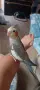 Продам папагали корели, снимка 3