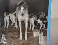 Английски хрътки, снимка 1