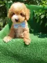 Малтипу -Maltipoo, снимка 2