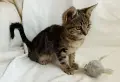 Подарявам малко котенце, снимка 8
