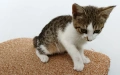 Подарявам малко котенце - момченце, снимка 7