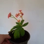 Стайно Цвете Исусов Венец, снимка 14