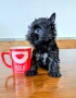 Мини черно момче йорки, снимка 2