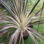 Кордилине неоново зелено/CORDYLINE ELECTRIC FLASH, снимка 4