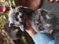 Шотландски и британски котета, снимка 4