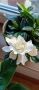 Гардения Gardenia Jasminoides, снимка 7