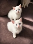 Британски късокосмести котенца, снимка 8
