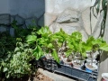Смокини разсад в кофичка, с височина 25-30см.-4 €/бр., снимка 5