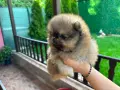 Померанче момиче , снимка 1