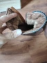 Дамски летни и зимни обувки , снимка 16