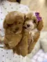 Момиченце и момченце малтипу, снимка 5