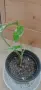 Сингониум (Syngonium) «Imperial White» , снимка 5