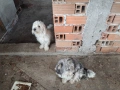 Малтийска болонка, снимка 6