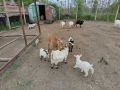 продавам мъжки мини козле холандско джуджета родени през март тази година , снимка 4
