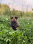 Белгийски овчарки , снимка 4