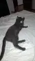 Подарява женска котка, снимка 8