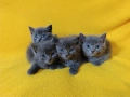 Котета - порода Руска синя котка !, снимка 1
