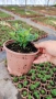Котонеастър Дамери Мажор, Cotoneaster Dammeri Major, снимка 11