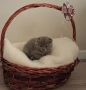 Шотландски клепоухи котета, снимка 13