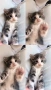 Подарявам котенца на 2 месеца, снимка 3