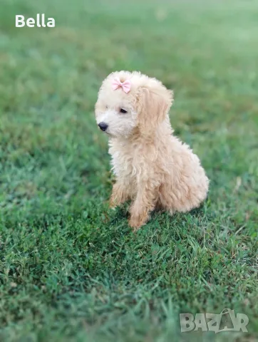 Малтипу -Maltipoo, снимка 5 - Пудели - 55479985