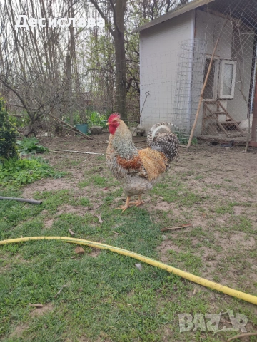 Петел Билефелдер, снимка 2 - Кокошки и пуйки - 54177648