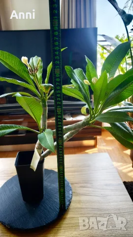 🌸 Плумерия (Frangipani) – Красиво цъфтящо растение с ароматни цветове, снимка 4 - Градински цветя и растения - 55324142