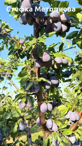 Домашни Сини сливи , снимка 3 - Домашни продукти - 55550850