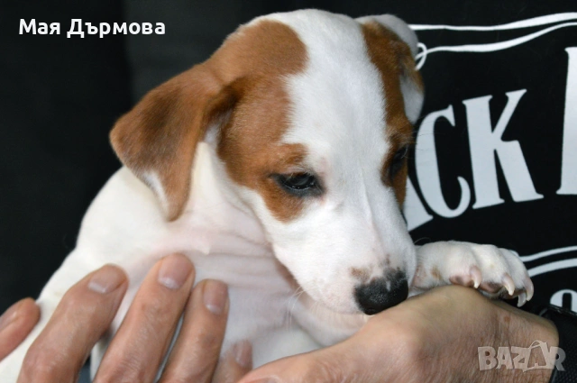 джак -ръсел териер с родословие, снимка 7 - Джак ръсел териер - 54152371