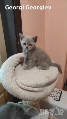Британски котета