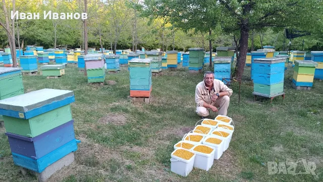 Цветен Прашец / Пчелен прашец15€/кг реколта 2026г, снимка 2 - Пчелни продукти - 55336856